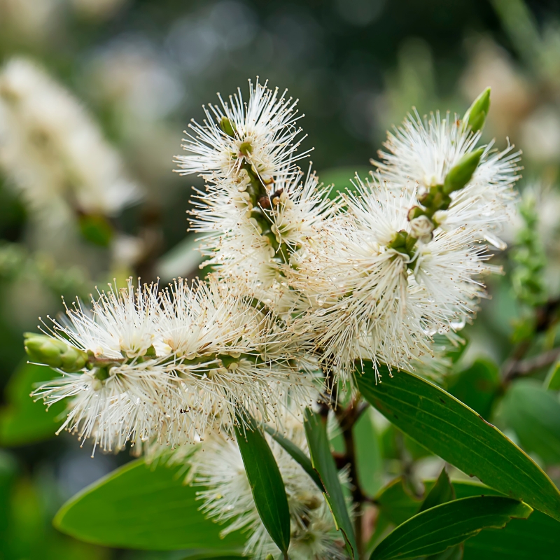 Melaleuca