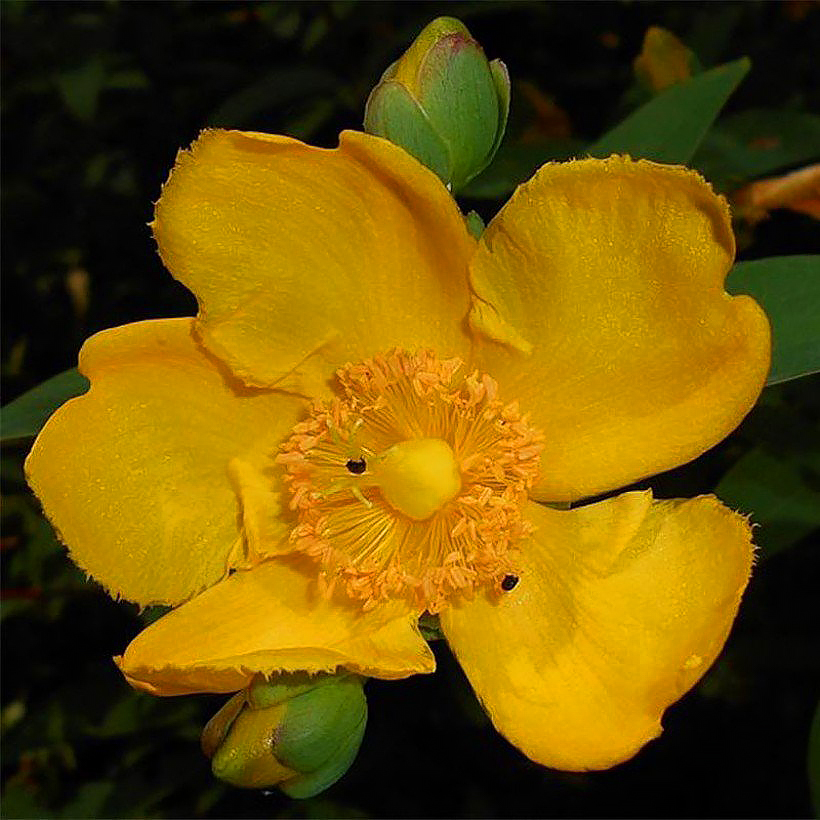 Hypericum - Erva-de-São-João