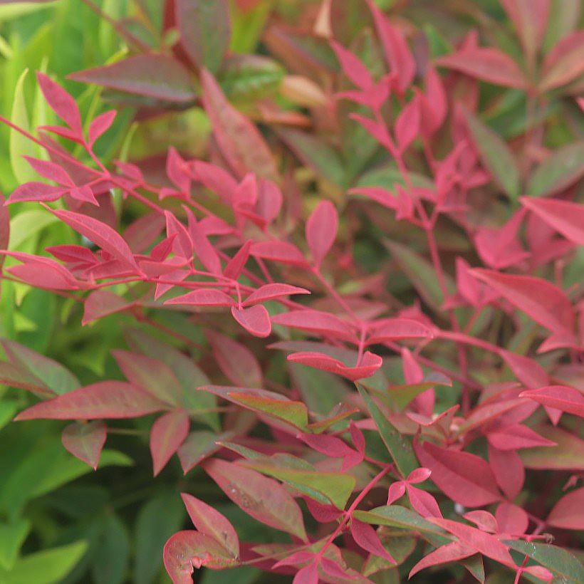 Nandina - Bambu sagrado