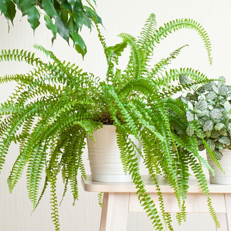 Nephrolepis - Samambaia de Boston