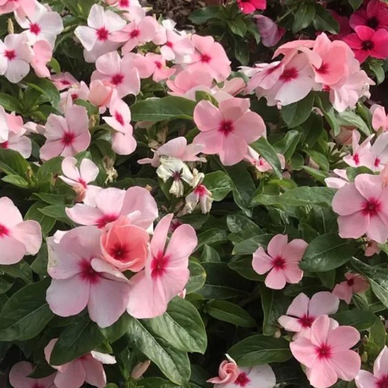 Pervinca de Madagascar