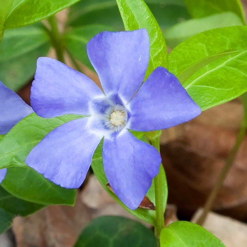 Vinca