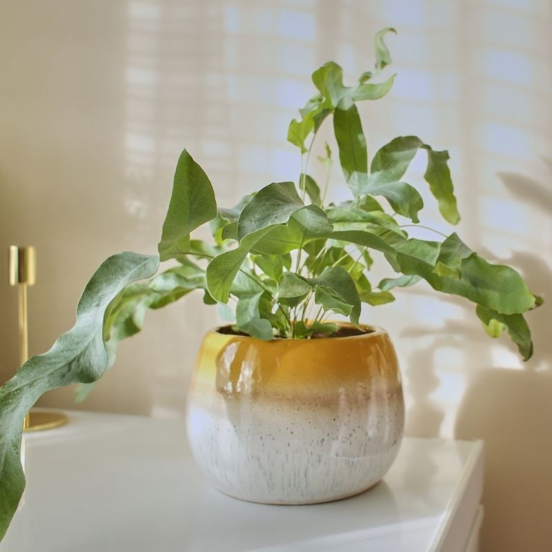 Phlebodium - Samambaia azul