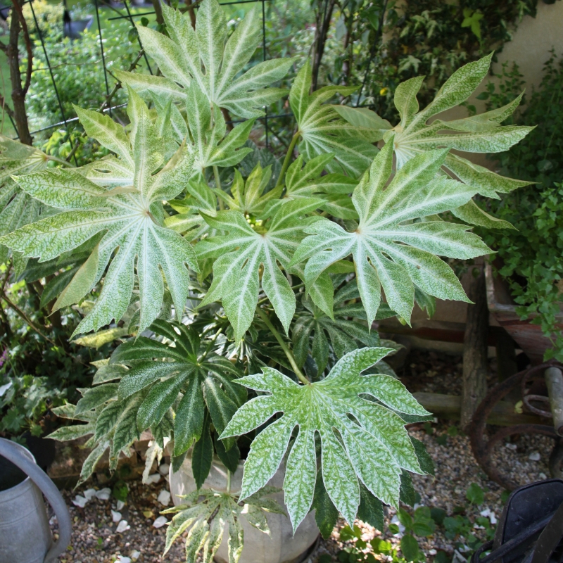 Plantas de interior cultiváveis no jardim