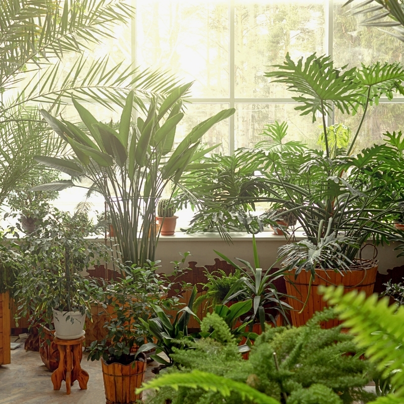 Plantas de interior com efeito de selva