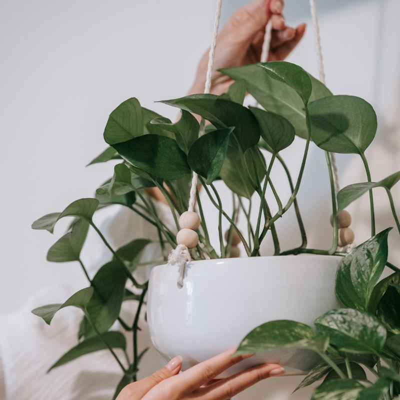 Plantas de interior para pendurar