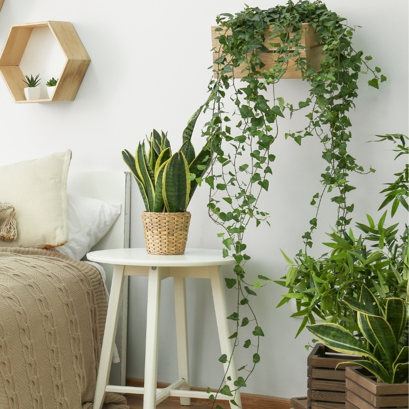 Plantas de Interior Fáceis de Cuidar