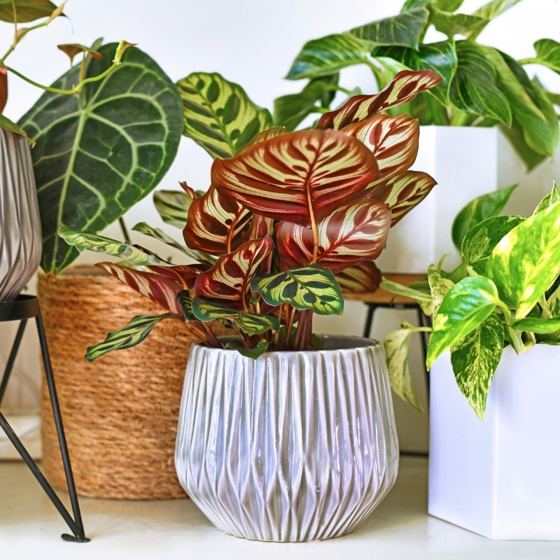 Plantas de interior com folhagem colorida