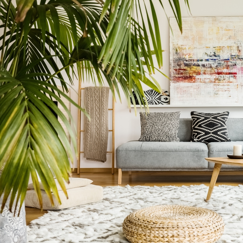 Plantas para a sala de estar