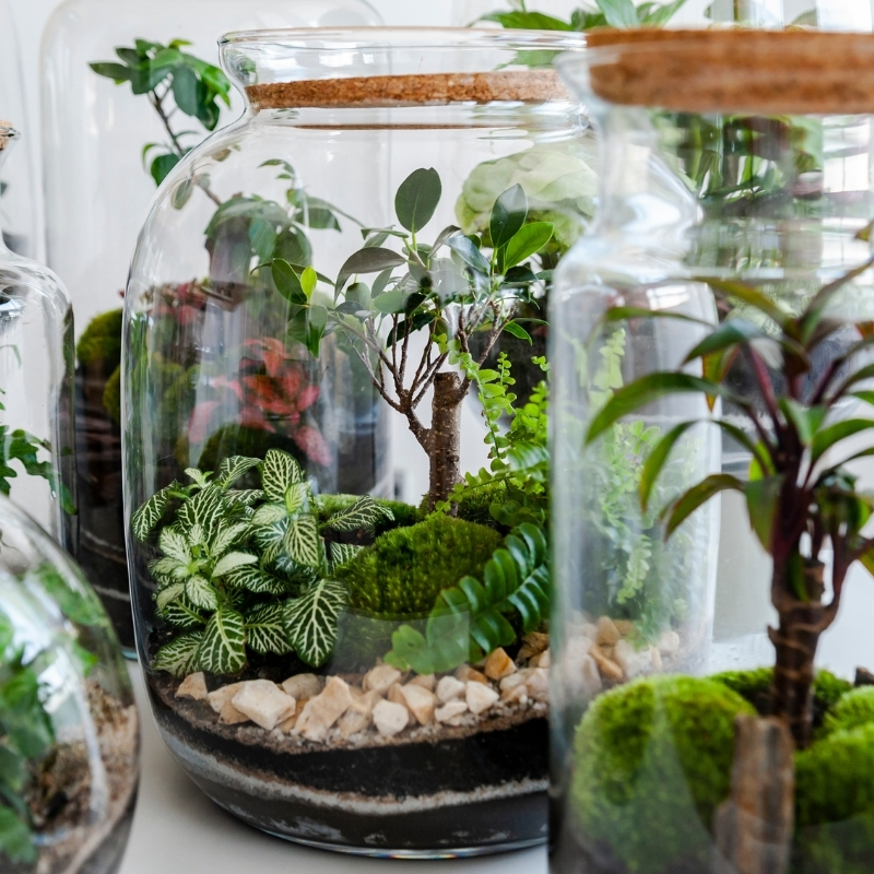 Plantas para terrários