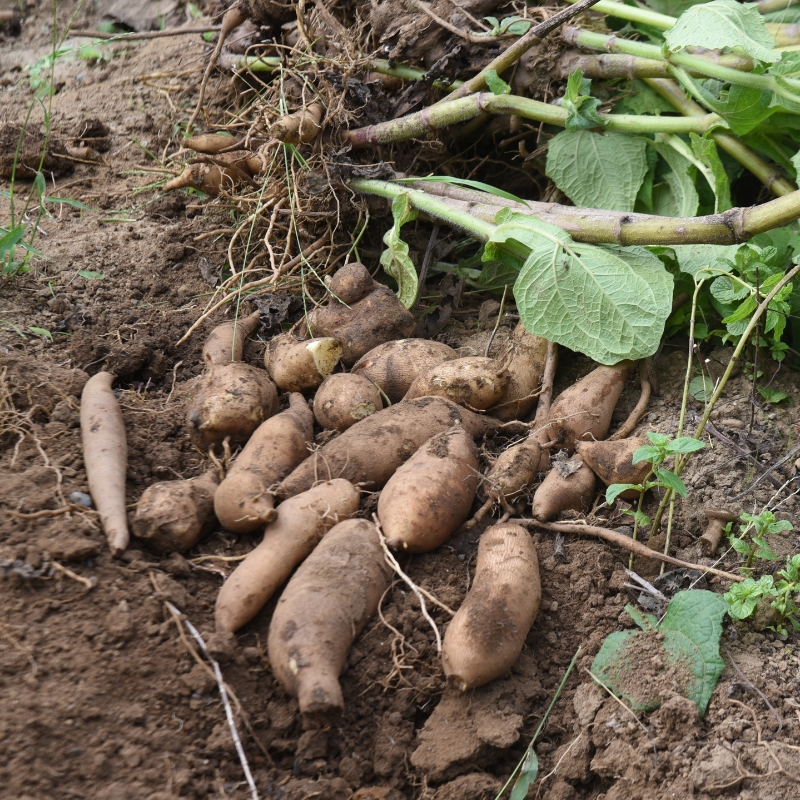 Yacon - Pera-da-terra