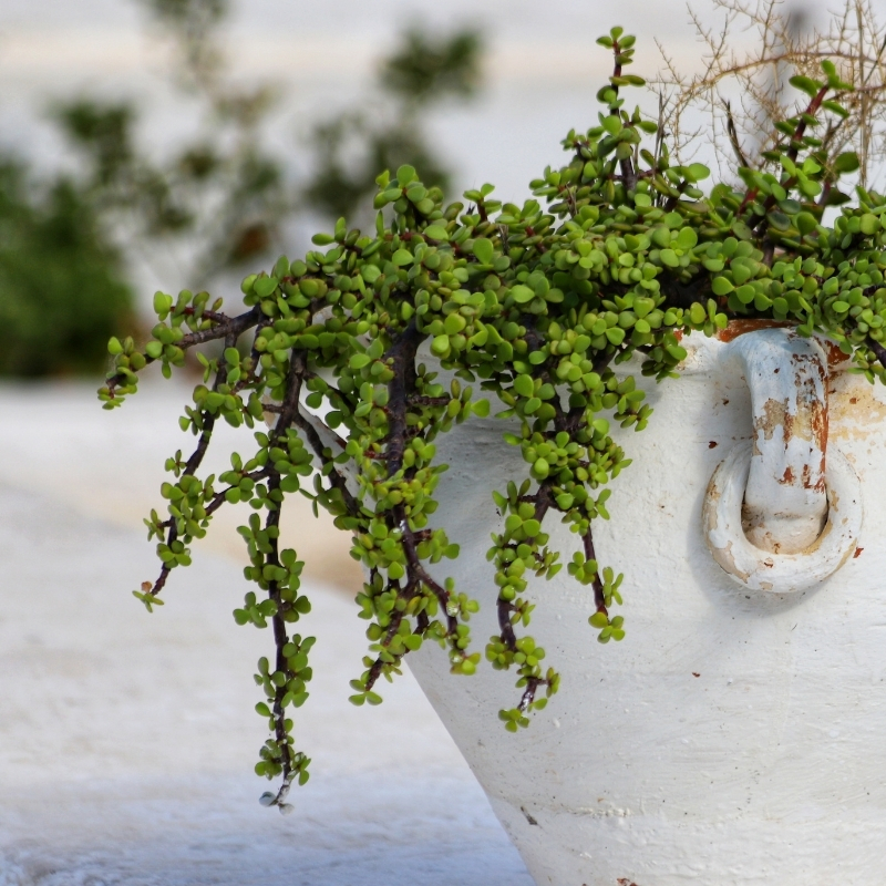 Portulacaria - Beldroega-arbórea