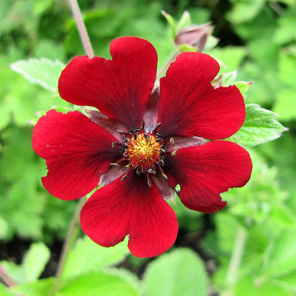 Cinquefoil de flores vermelhas