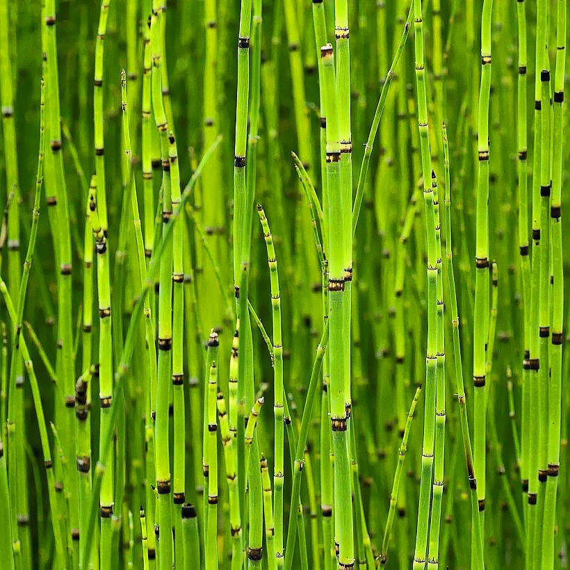 Cavalinha - Equisetum