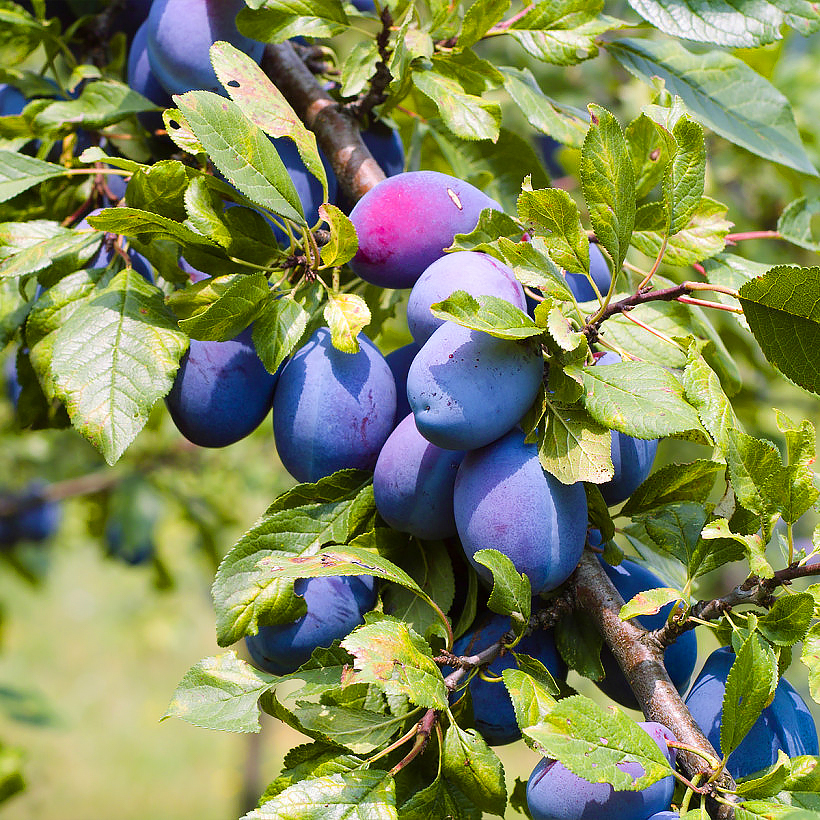 Ameixoeiras - Mirabeleiras