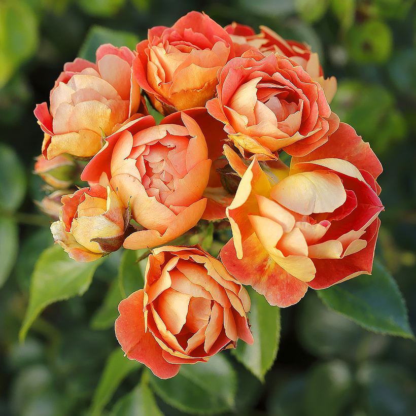 Roseiras paisagísticas