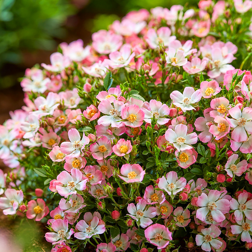 Roseiras anões e mini