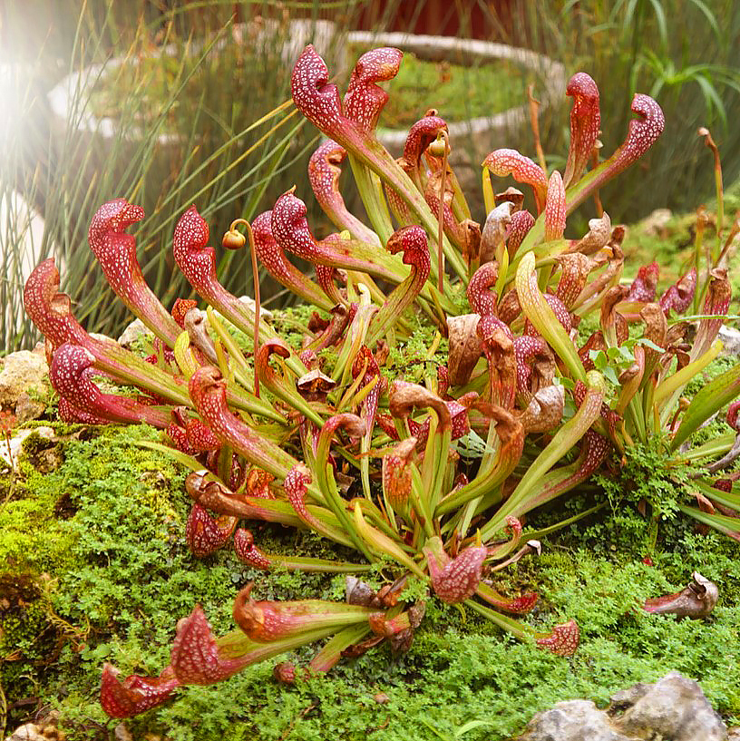 Sarracenia - plantas carnívoras