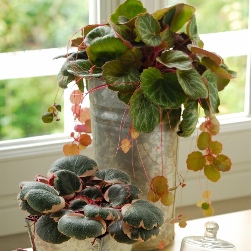 Saxífragas de interior - Saxifraga