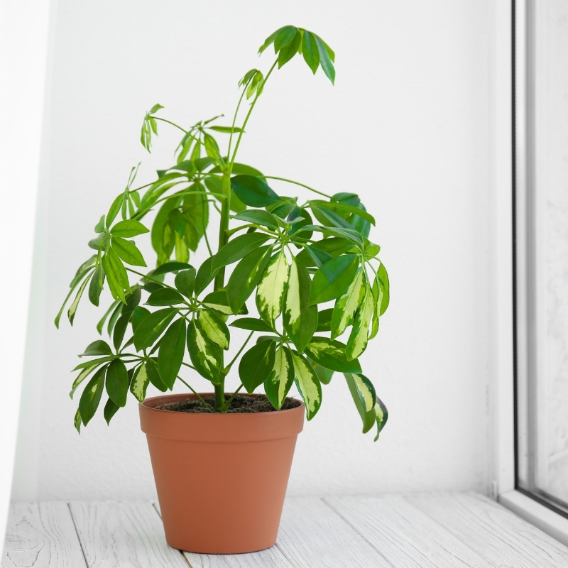 Schefflera de interior