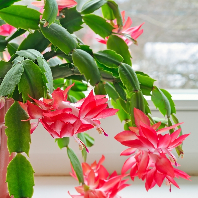 Schlumbergera - Cacto de Natal