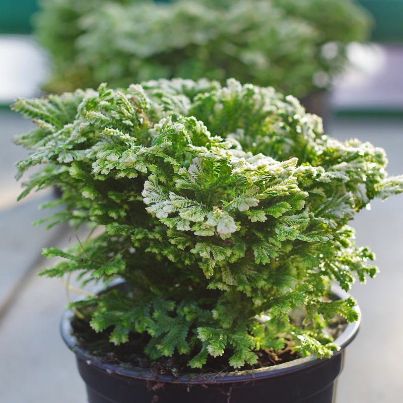 Selaginella de interior