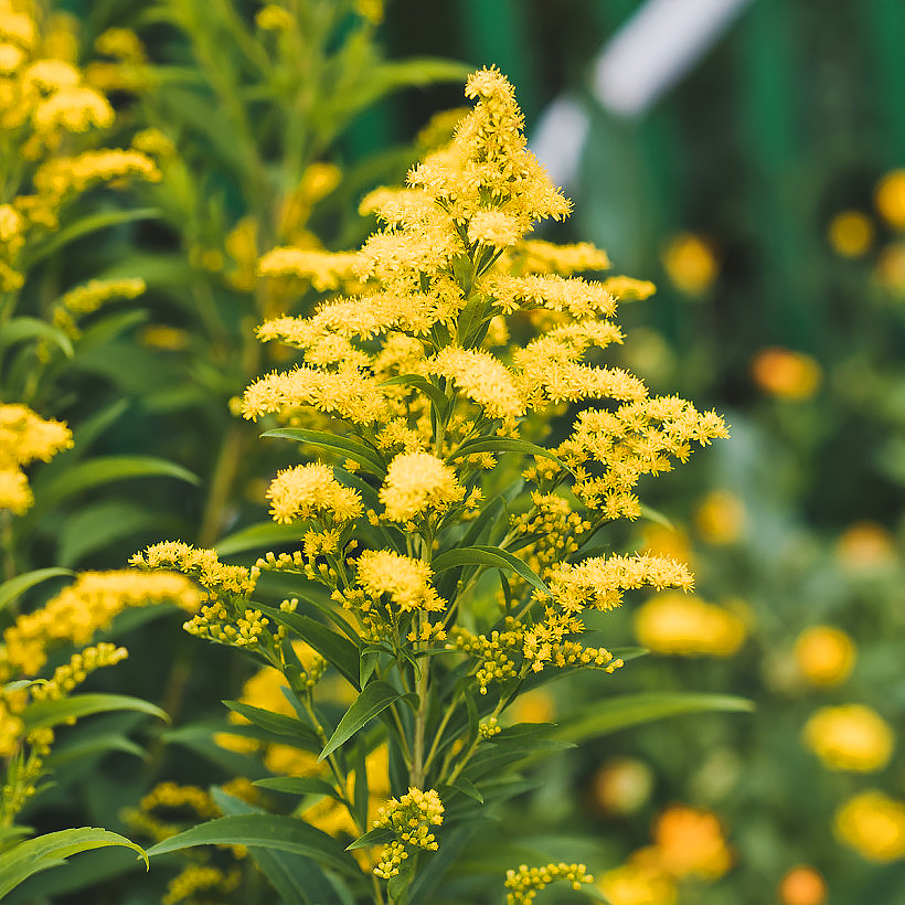 Solidago - Verão-dourado