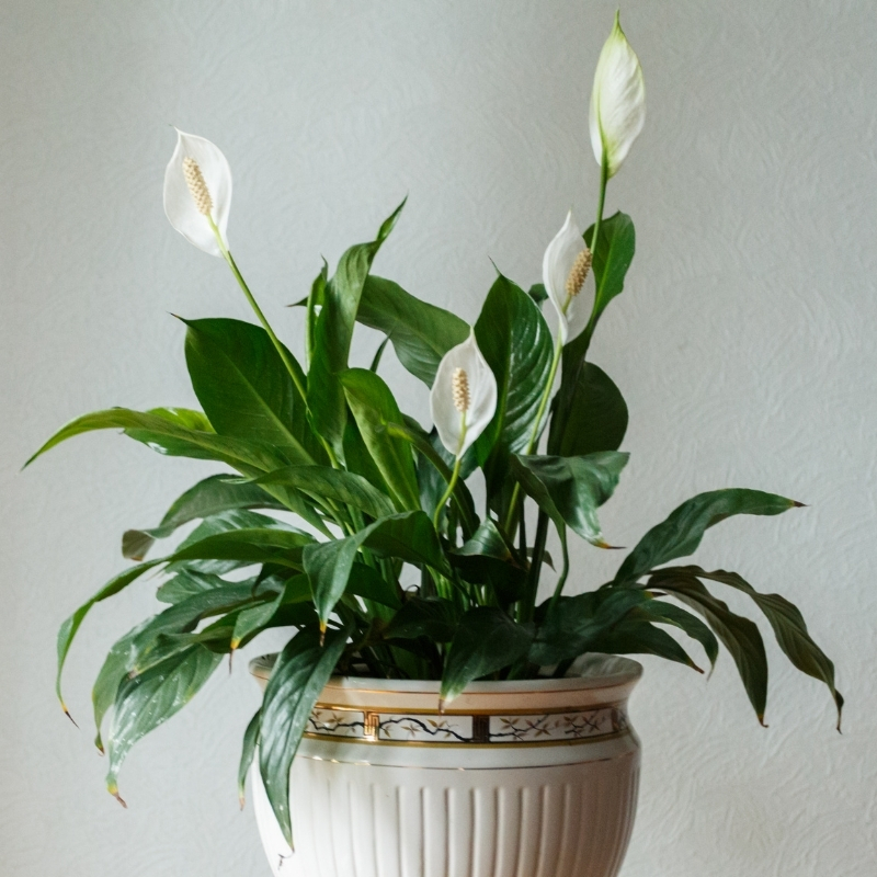 Spathiphyllum - Flor da lua