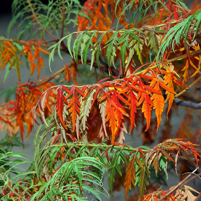 Sumagre - Rhus