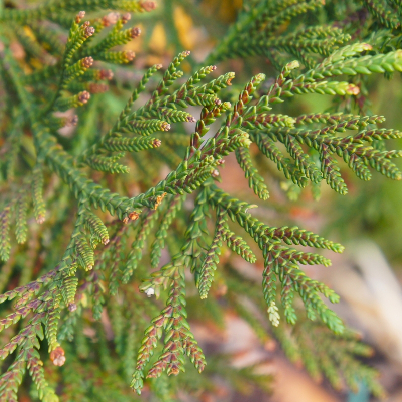 Thujopsis - Hiba, Tuia-japonesa