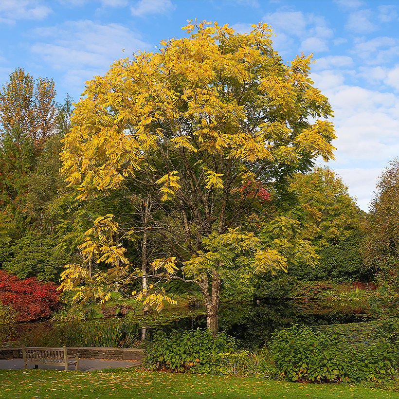 Toona - Mogno Chinês