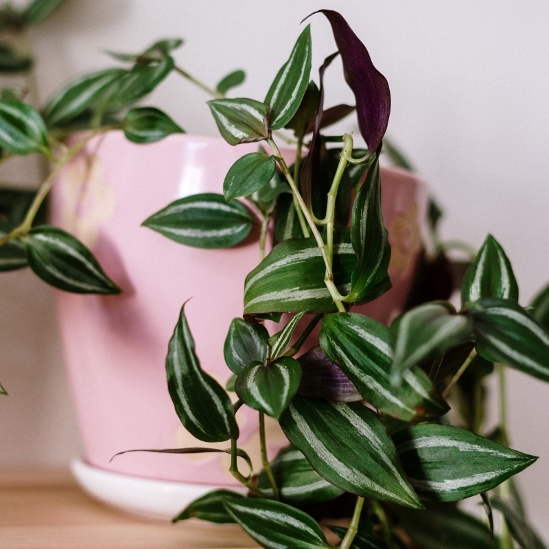 Tradescantia de Interior - Judeu-errante