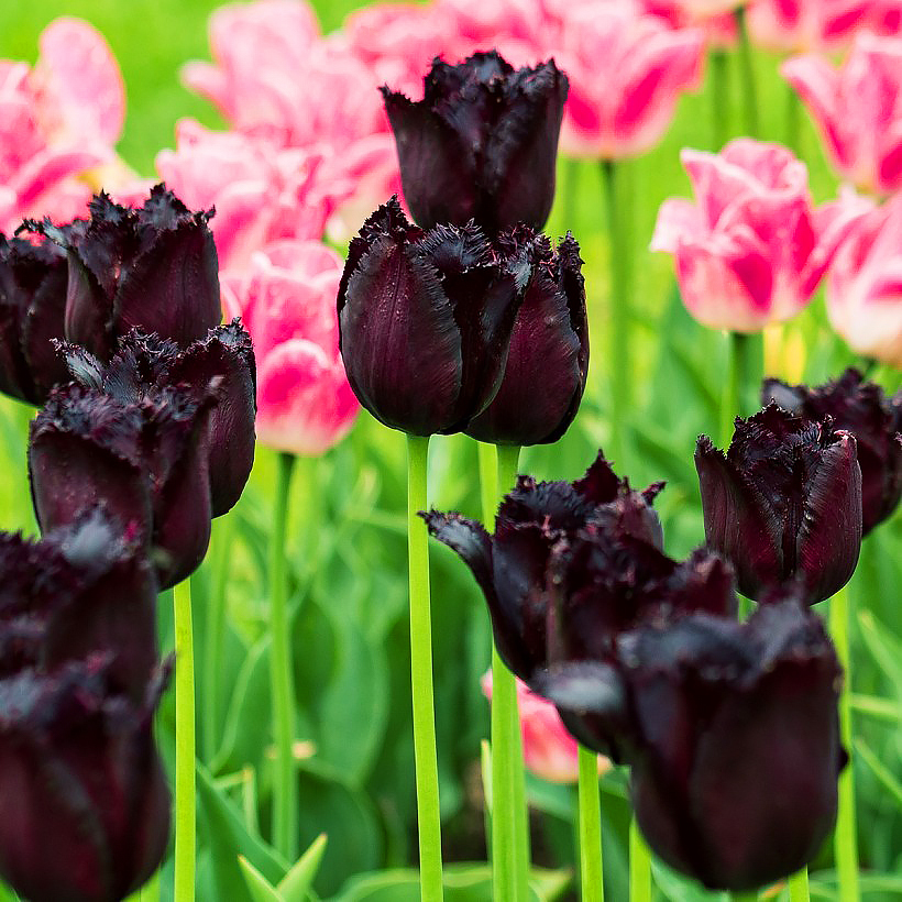 Tulipas de flores negras