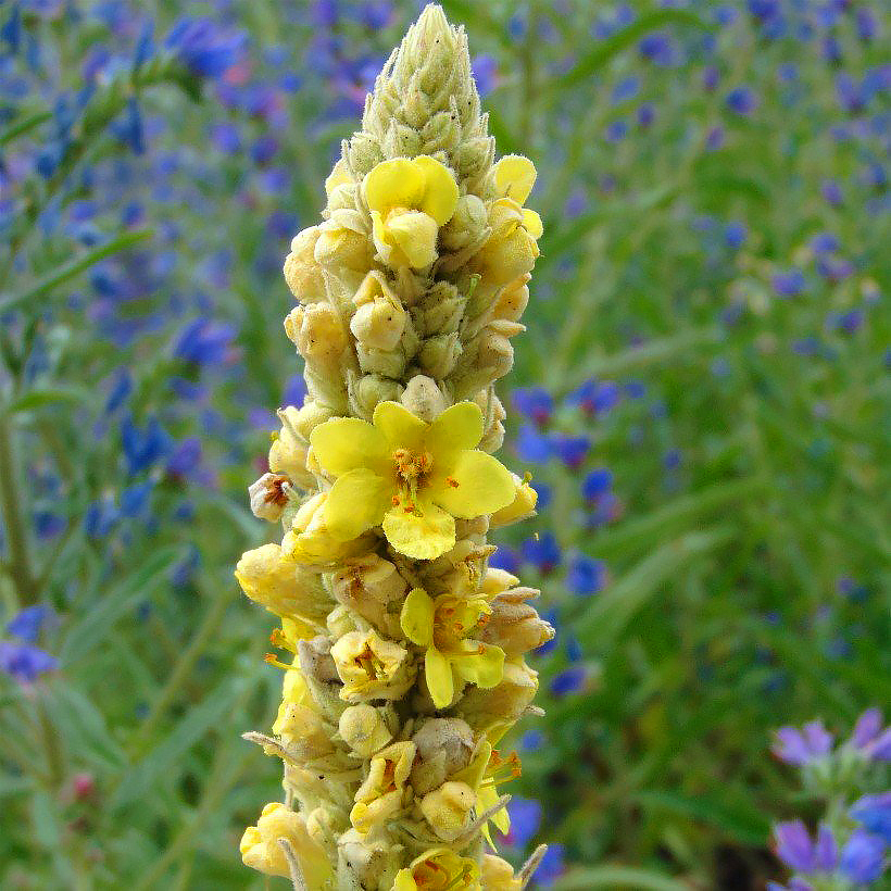 Verbascum - Malvas</br>