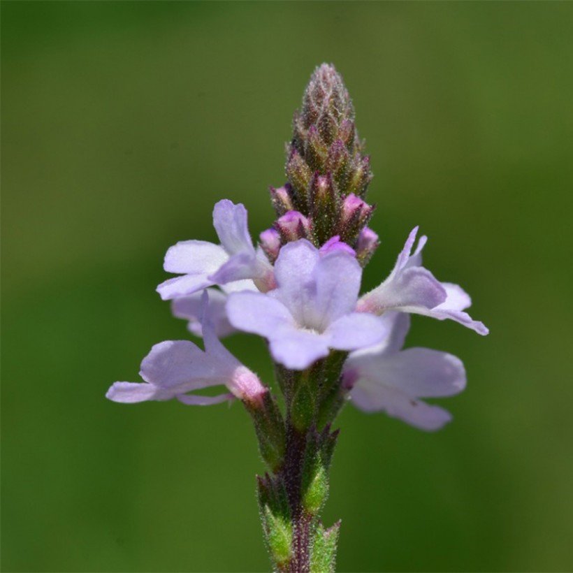 Verbena - Lucia Lima
