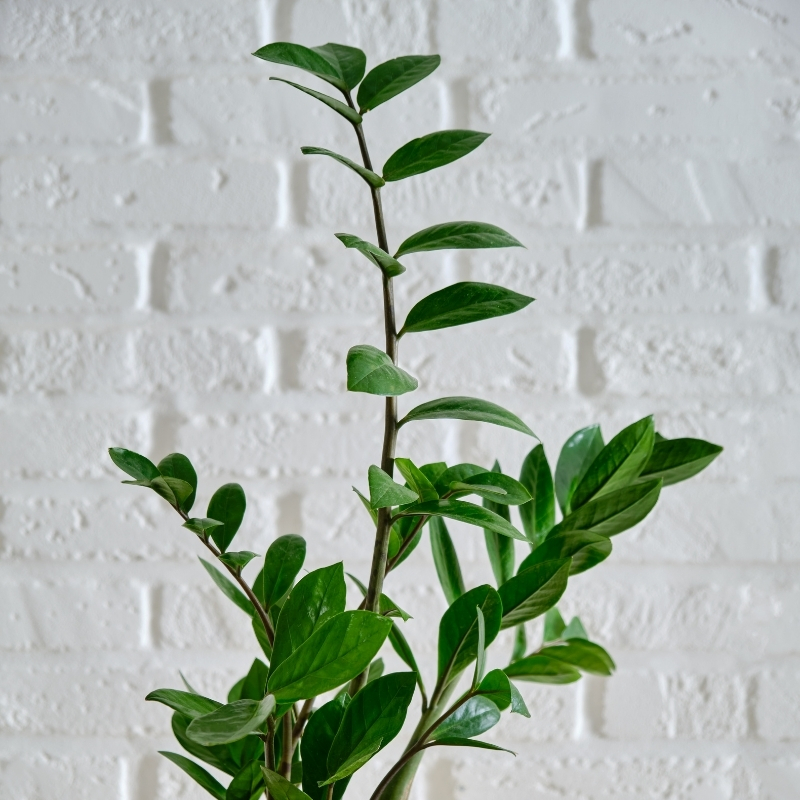 Zamioculcas - Planta ZZ