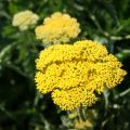 Achillea filipendulina Cloth of Gold