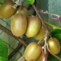 Kiwi Hayward fêmea - Actinidia deliciosa