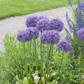 Allium Globemaster em sementes