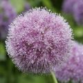 Allium macleanii