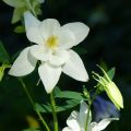 Aquilégia caerulea Kristall