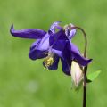 Aquilégia vulgaris