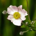 Anémona-do-japão Robustissima - Anemone tomentosa