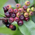 Aronia prunifolia Nero - Arónia de frutos grandes