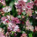 Astrância-maior Roma - Astrantia major