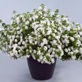 Bacopa Scopia Double Snowball em minimottes