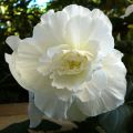 Begónia grandiflora Branco