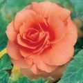 Begónia grandiflora Salmão