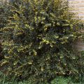 Berberis julianae
