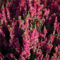Calluna vulgaris Dark Beauty